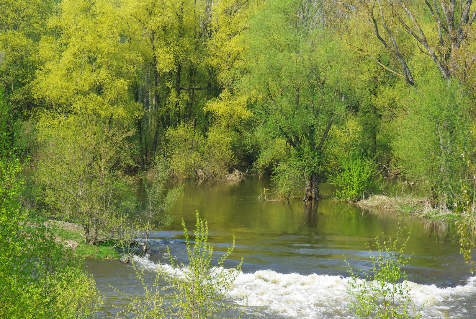 Frühlingsgrün an der Donau