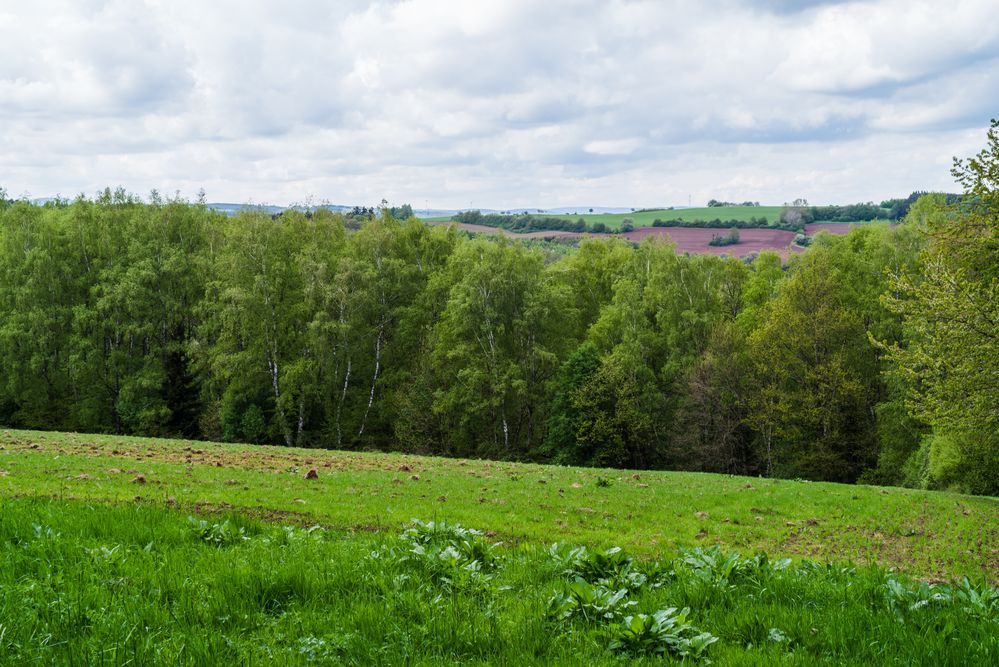 Frühlingsgrün auf dem Ottweiler Flur