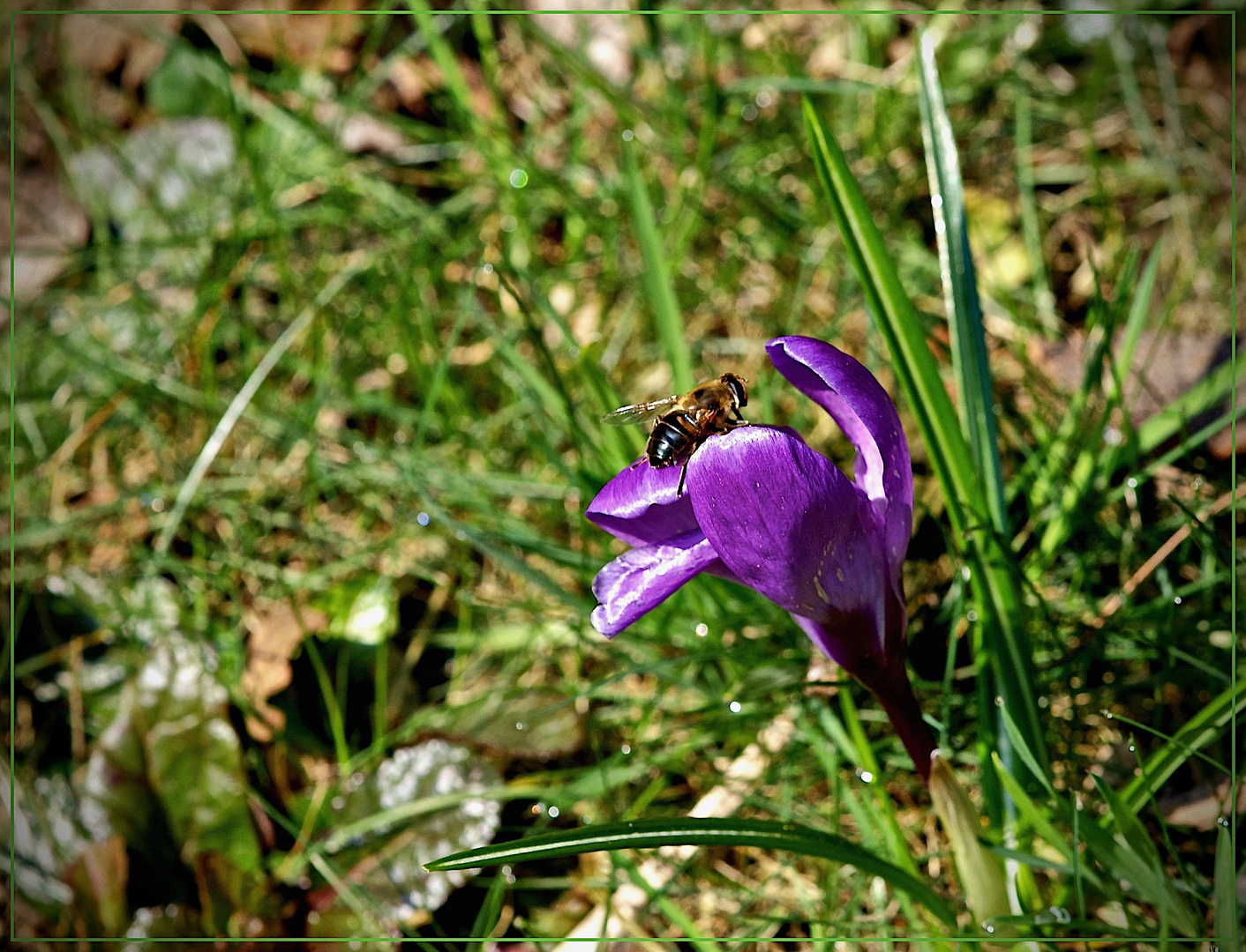 Frühlingsgrün,  Blütenlila und ein Brummerchen