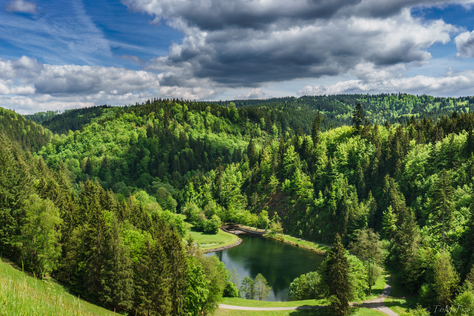 Frühlingsgrün - Der Wald erwacht