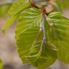 Frühlingsgrün - die Kraft der Natur