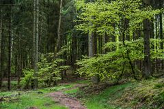 Frühlingsgrün entlang eines Waldpfades