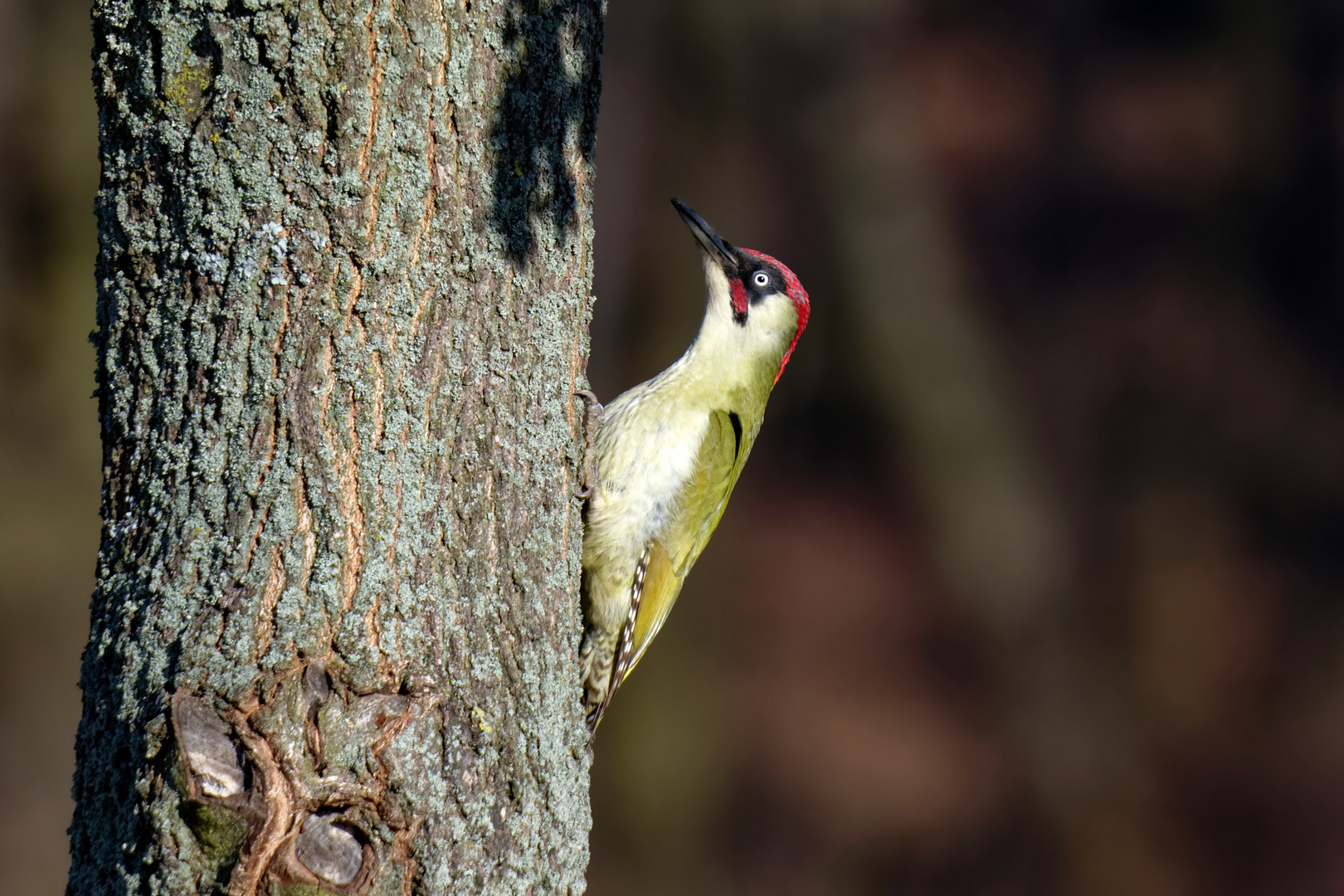 Frühlingsgrün - Grünspecht, Männchen (Picus viridis) 