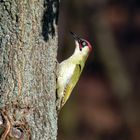 Frühlingsgrün - Grünspecht, Männchen (Picus viridis) 