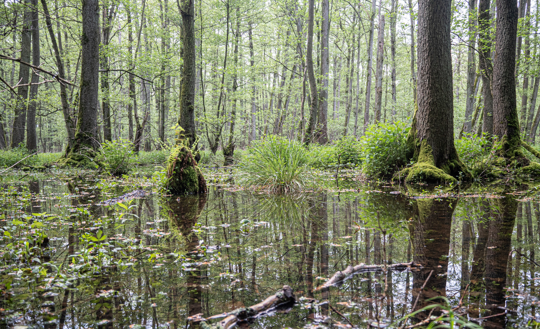 Frühlingsgrün im Bruchwald