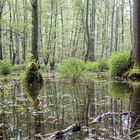 Frühlingsgrün im Bruchwald