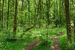 Frühlingsgrün im jungen Eichenwald