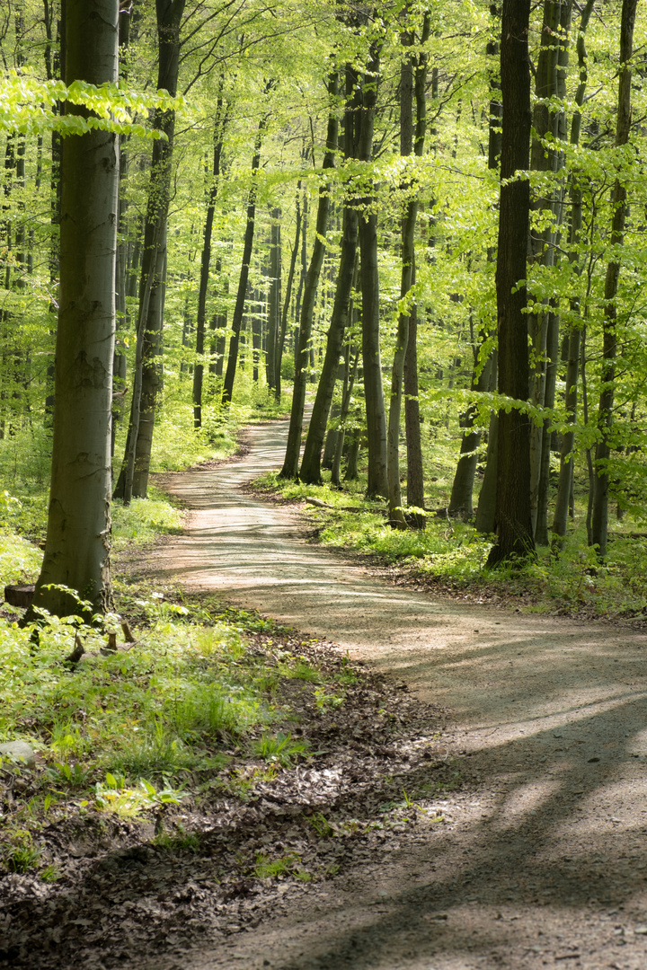 Frühlingsgrün im Odenwald