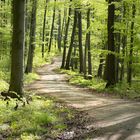 Frühlingsgrün im Odenwald