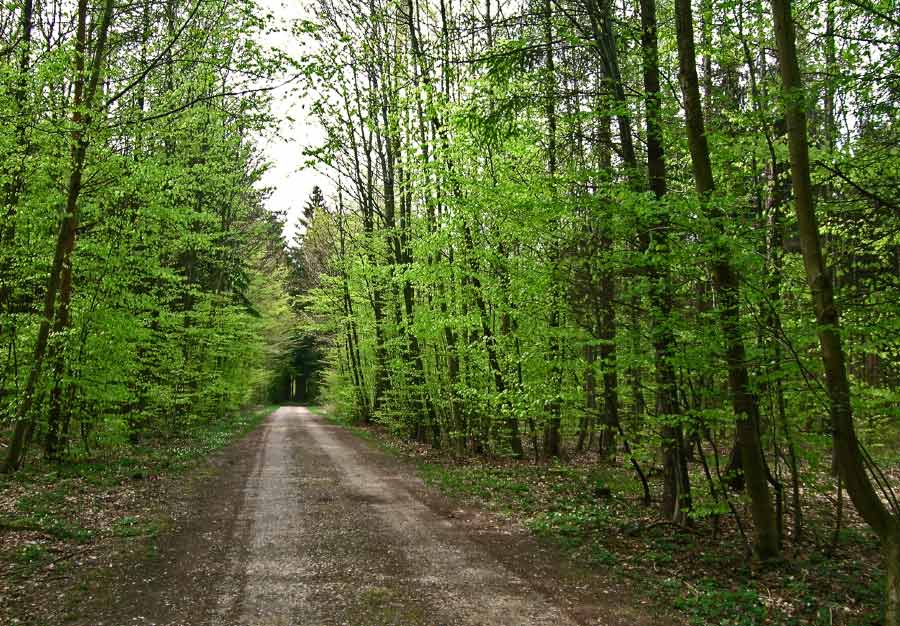 Frühlingsgrün im Tägerwiler Wald