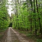 Frühlingsgrün im Tägerwiler Wald