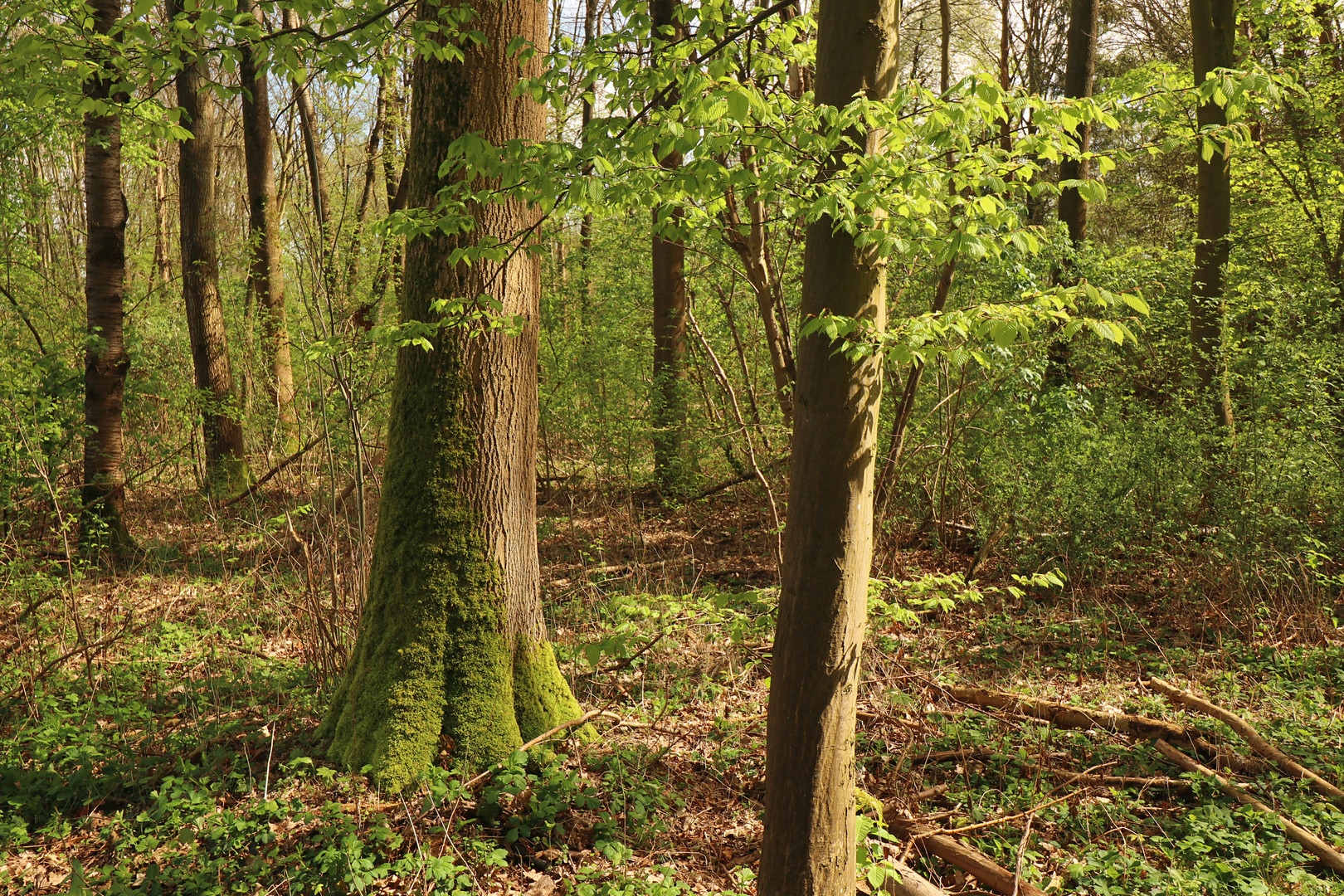 Frühlingsgrün im Wald