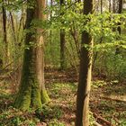 Frühlingsgrün im Wald