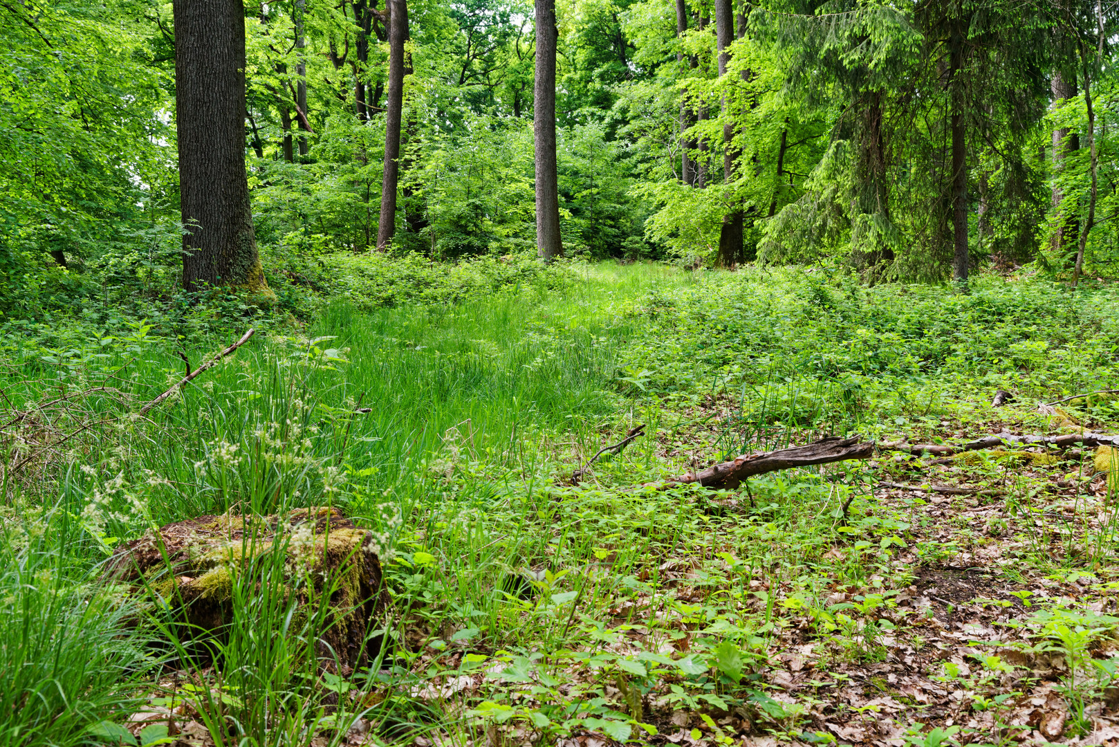 Frühlingsgrün im Wald