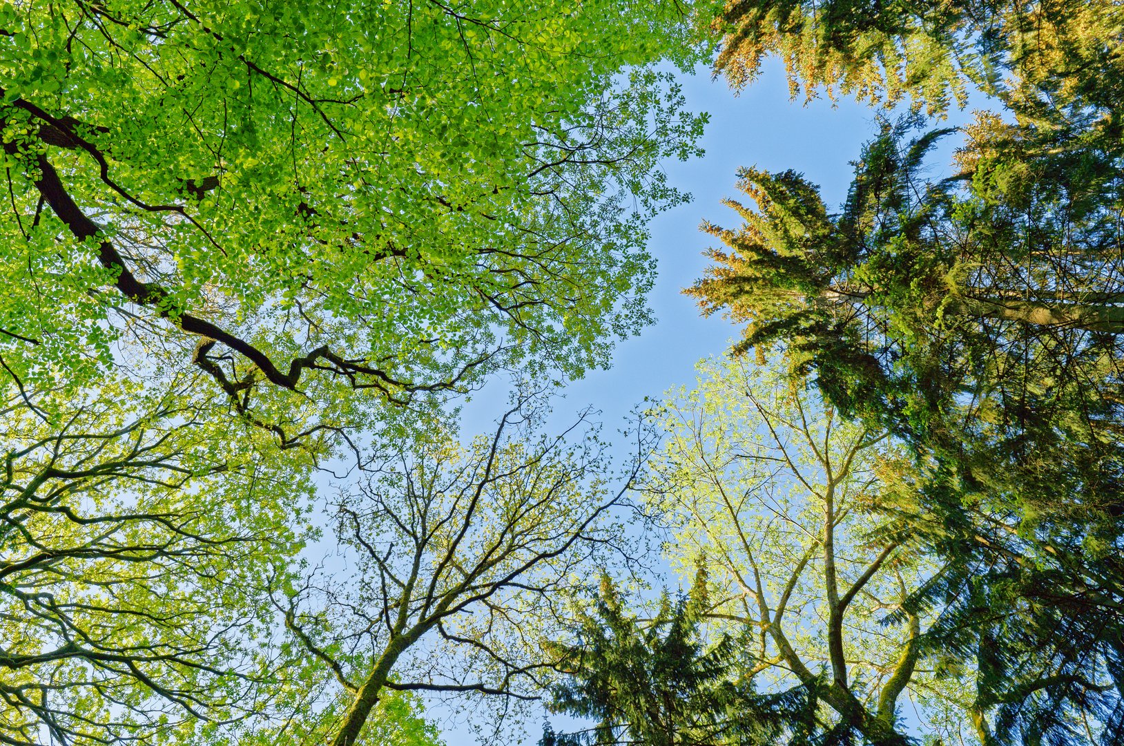 Frühlingsgrün in den Baumwipfeln