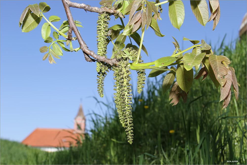 Frühlingsgrün mit Gottes Segen