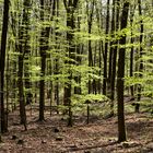 Frühlingsgrün über Herbstlaub