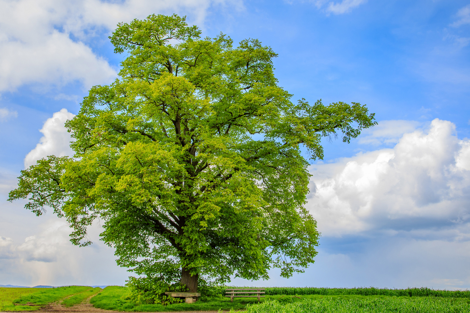 Frühlingsgrün vor blau-weißem Himmel