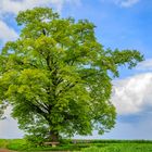 Frühlingsgrün vor blau-weißem Himmel