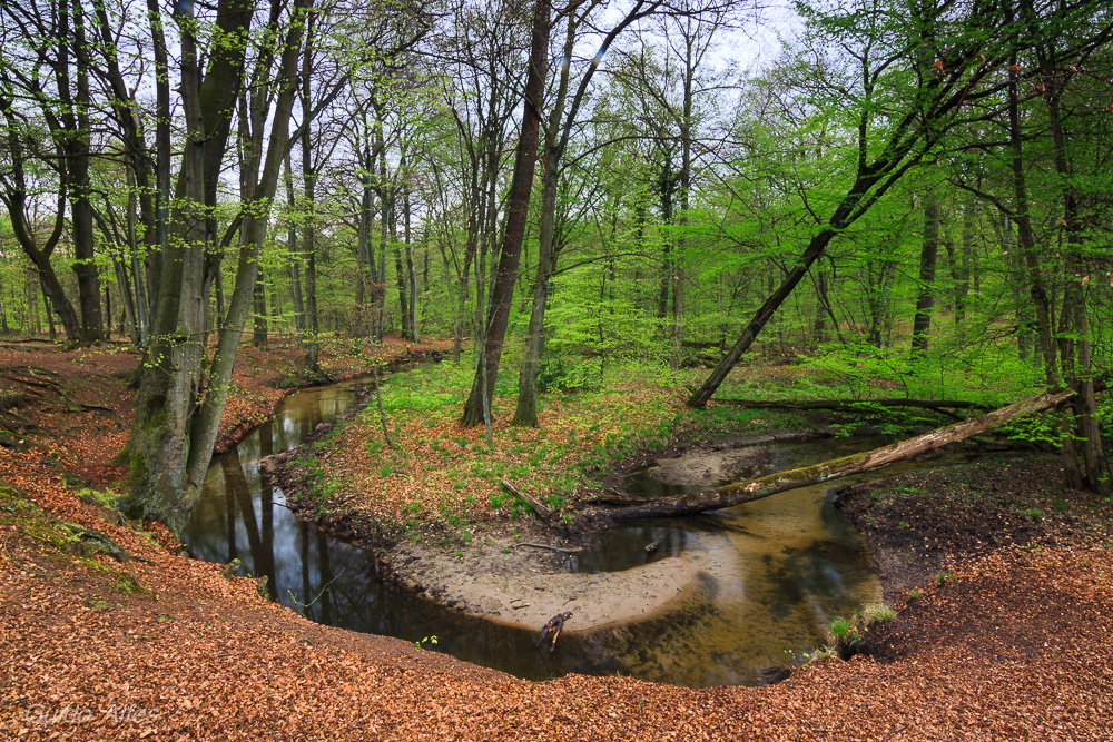 frühlingsgrüne Schleifen