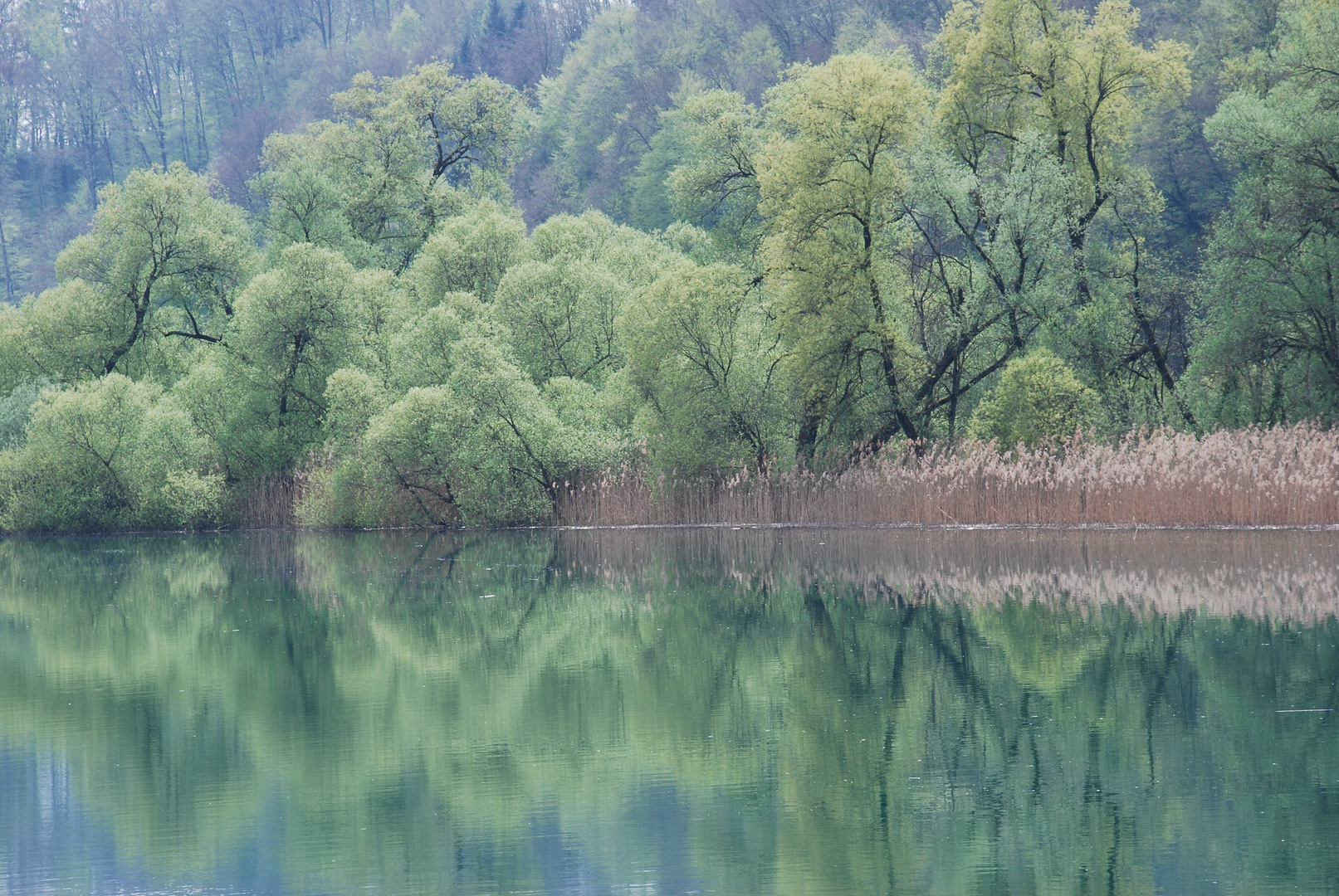 Frühlingsgrüne Wasserwelt