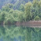 Frühlingsgrüne Wasserwelt