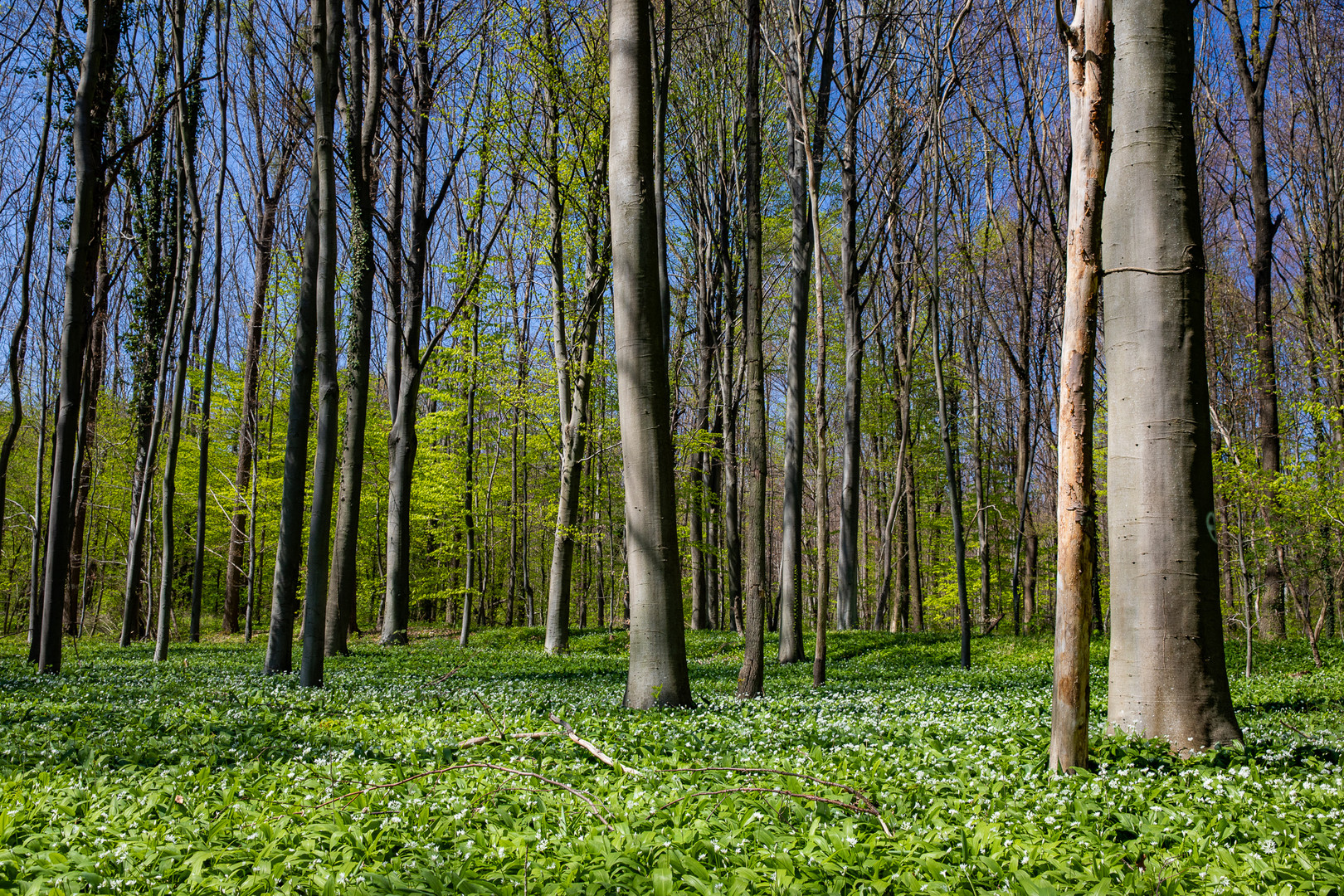 Frühlingsgrüner Bärlauchwald