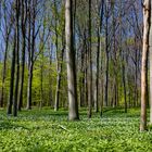 Frühlingsgrüner Bärlauchwald