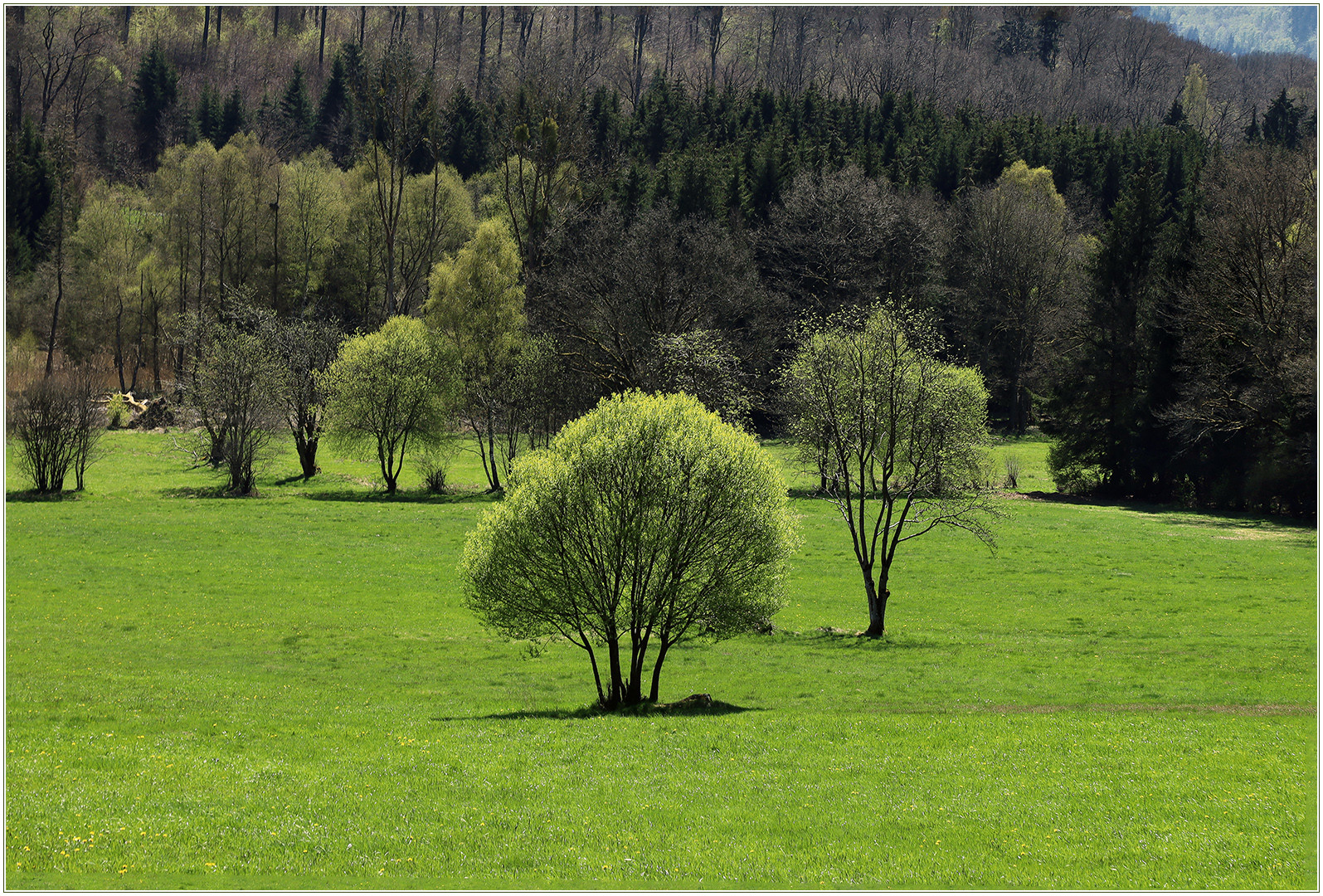 Frühlingsgrünes Wiesental... - m. Diskurs z. Komposition