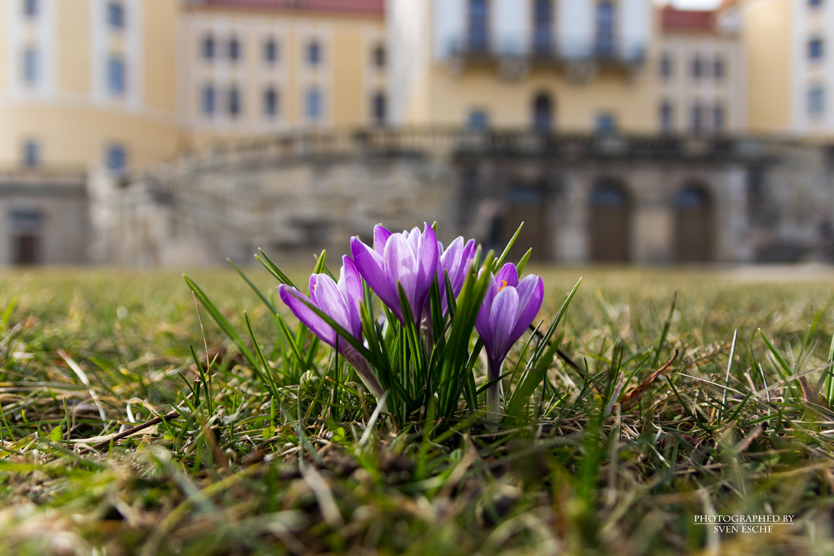 Frühlingsgrüsse