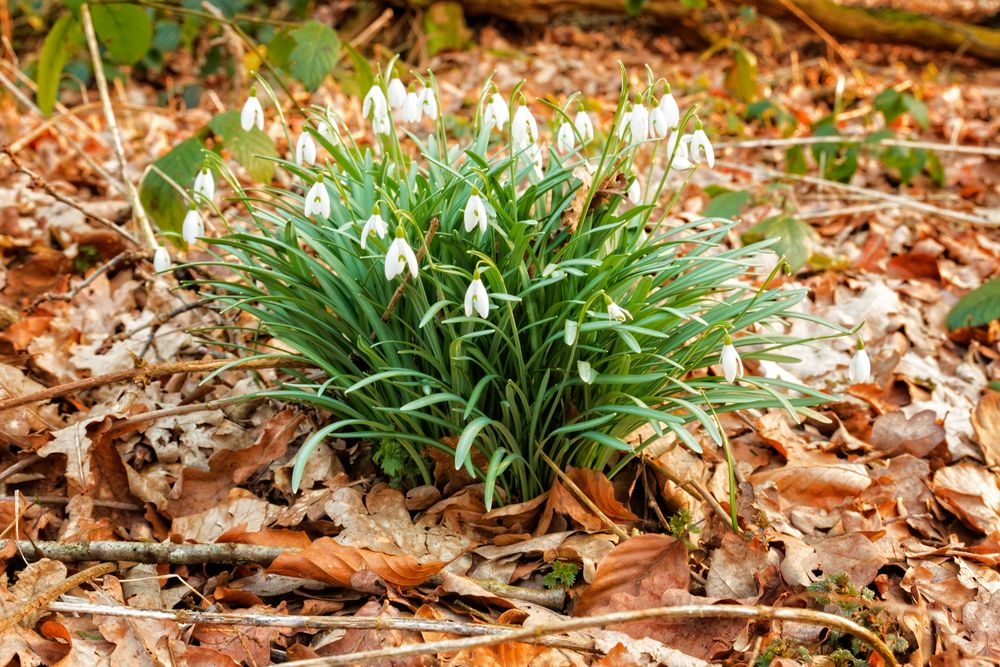 Frühlingsgrüße