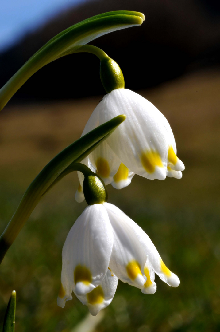 Frühlingsgrüße