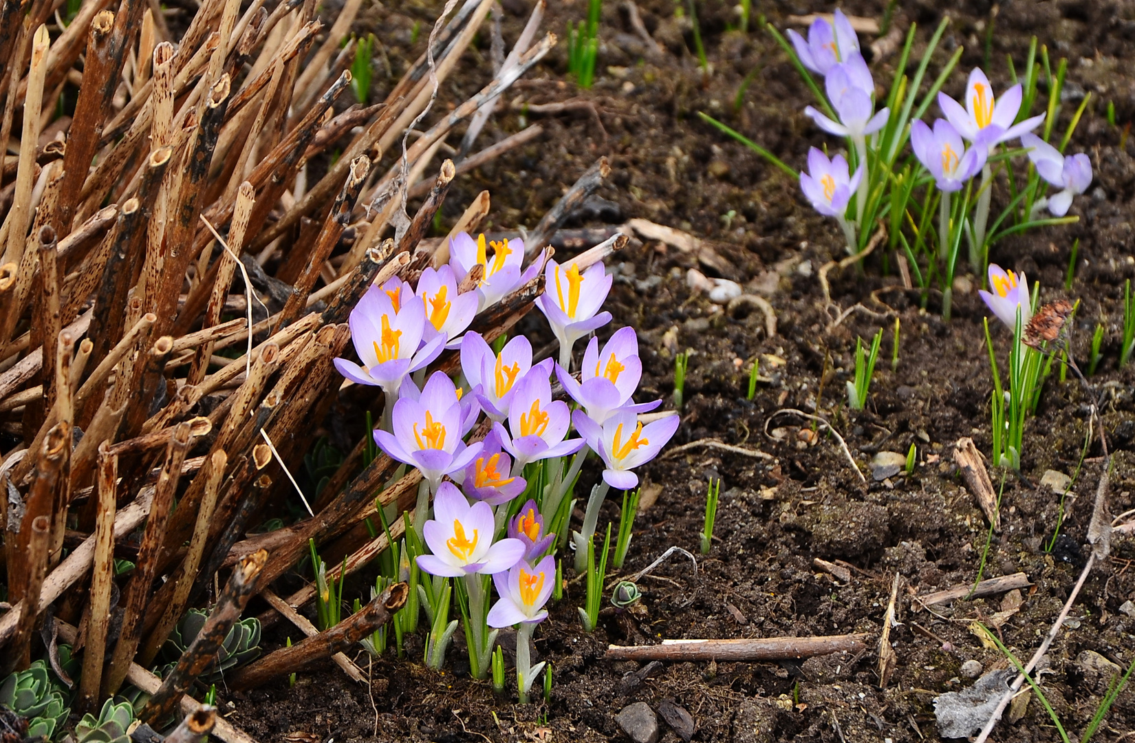 Frühlingsgrüße