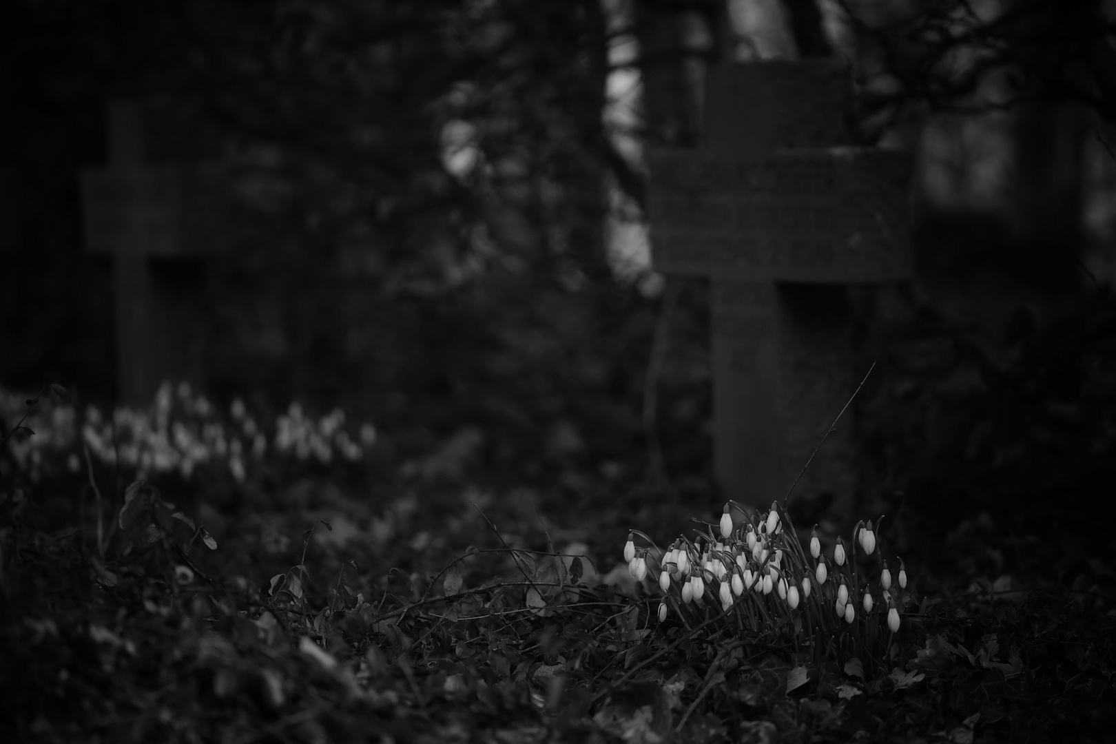 Frühlingsgrüße auf dem Ehrenfriedhof 