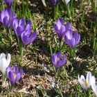 Frühlingsgrüsse auf der Musenalp Niederrickenbach 22.04.2007