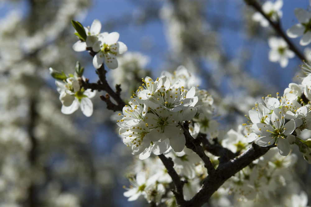 Frühlingsgrüße aus dem Ahrtal