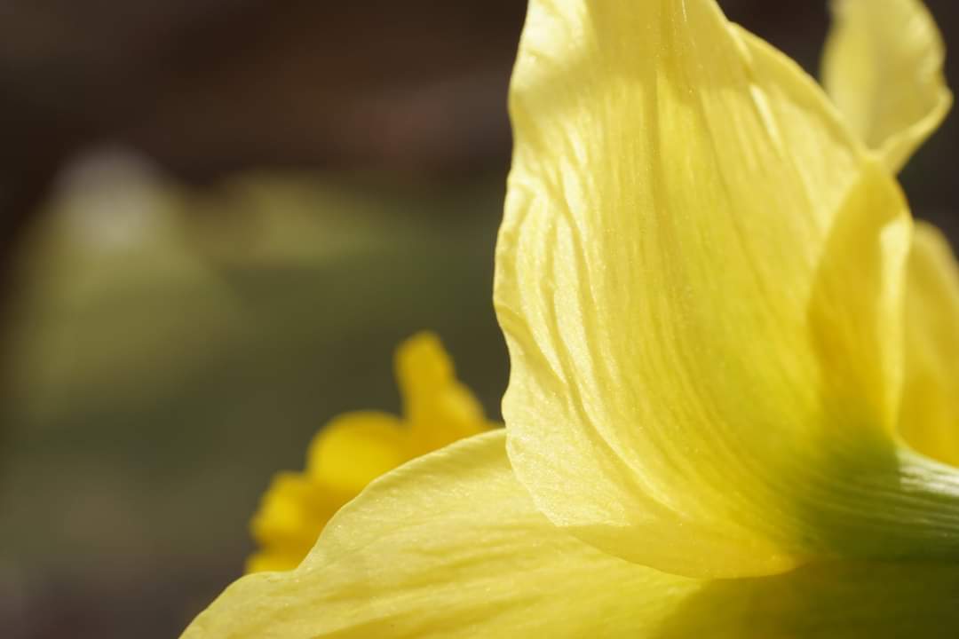 Frühlingsgrüße aus dem Garten 