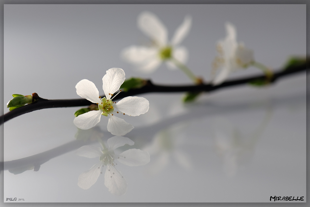 Frühlingsgrüße aus dem Garten