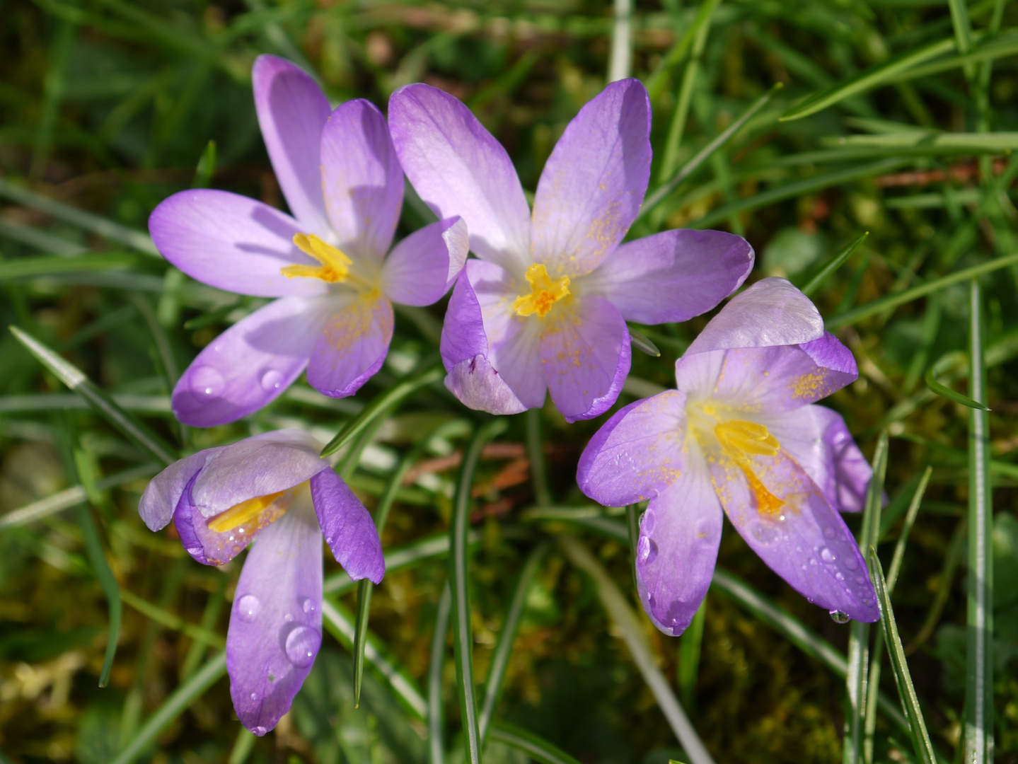 Frühlingsgrüße aus dem Garten