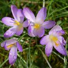 Frühlingsgrüße aus dem Garten