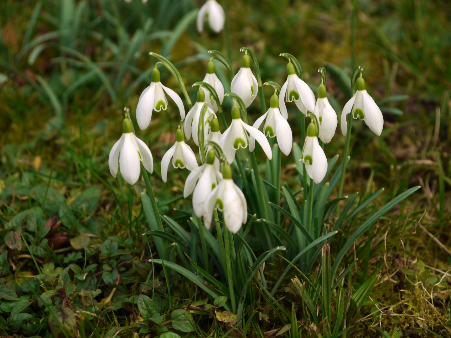 Frühlingsgrüße aus dem Garten