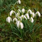 Frühlingsgrüße aus dem Garten