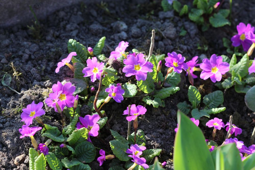 Frühlingsgrüße aus dem Schrebergarten ..................