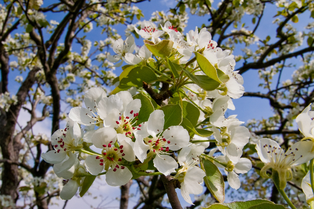 Frühlingsgrüße aus der Toskana