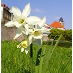 Frühlingsgrüße aus Hildburghausen