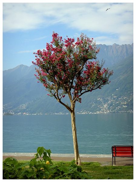 Frühlingsgrüsse aus Locarno