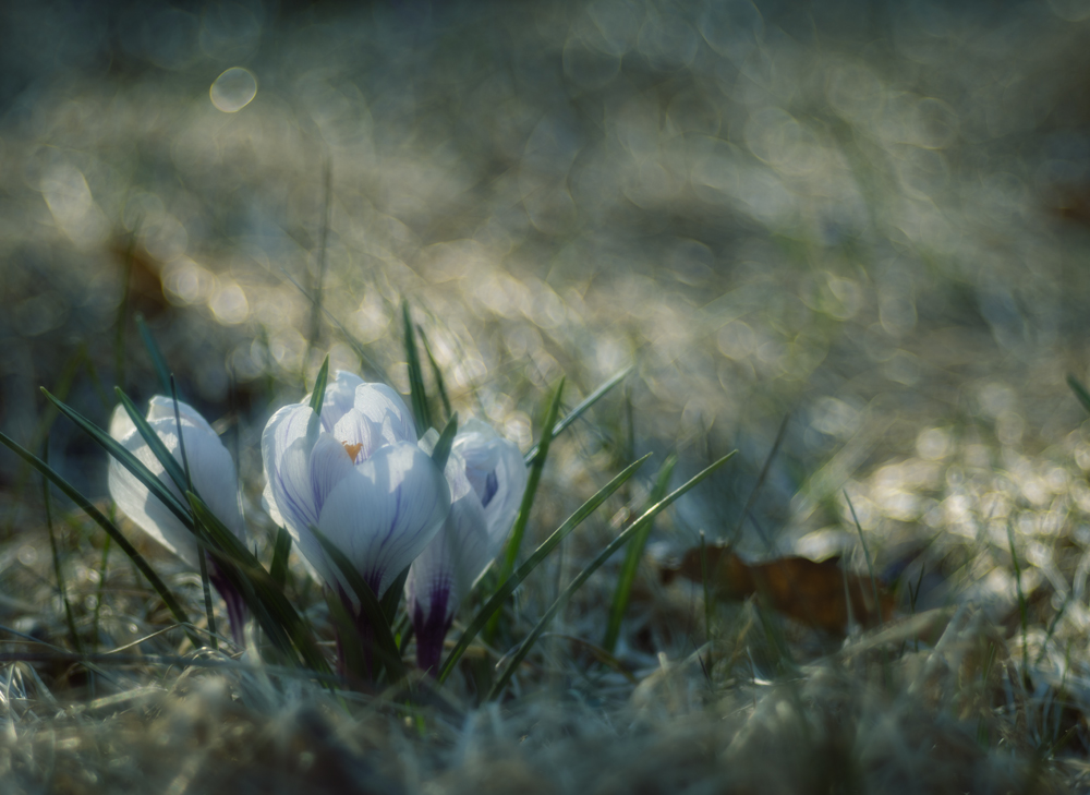 Frühlingsgrüße aus Schweden