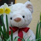 Frühlingsgrüße aus Teddies Welt