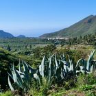 Frühlingsgrüße aus Teneriffa