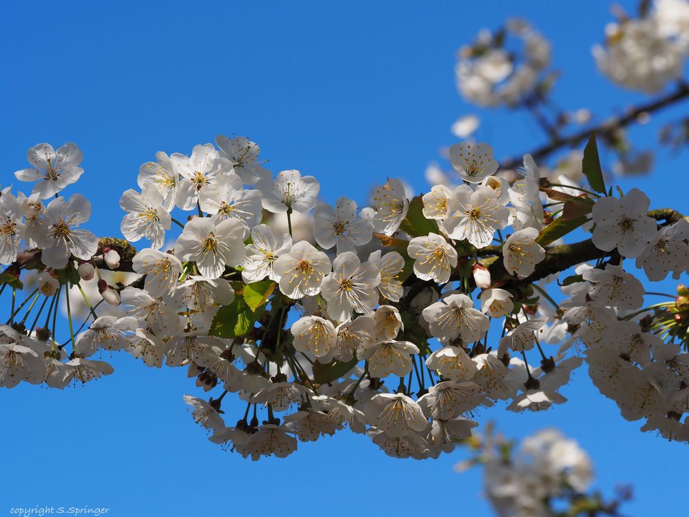 Frühlingsgrüsse blau-weiss